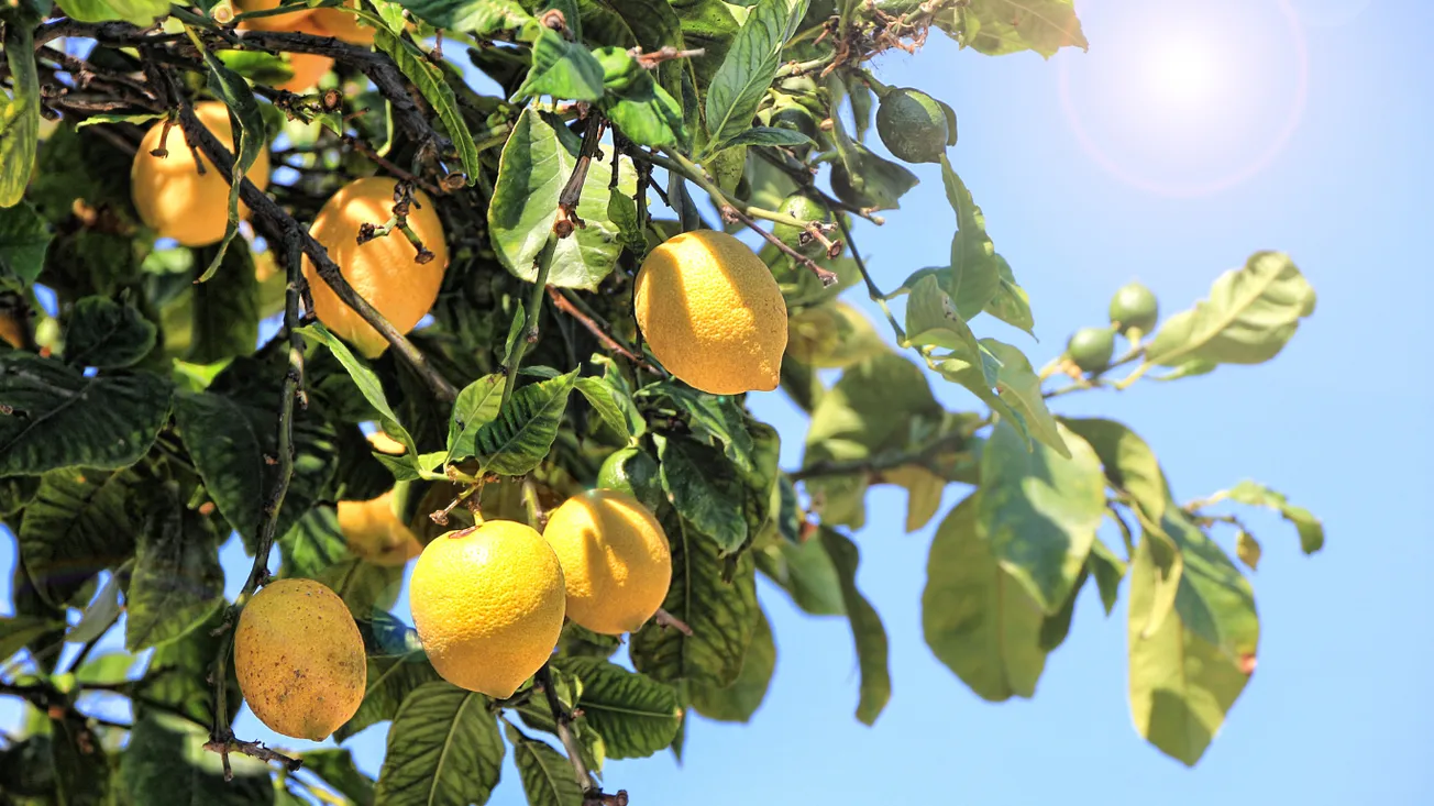 Cuidado del limonero: guía completa para mantenerlo siempre saludable