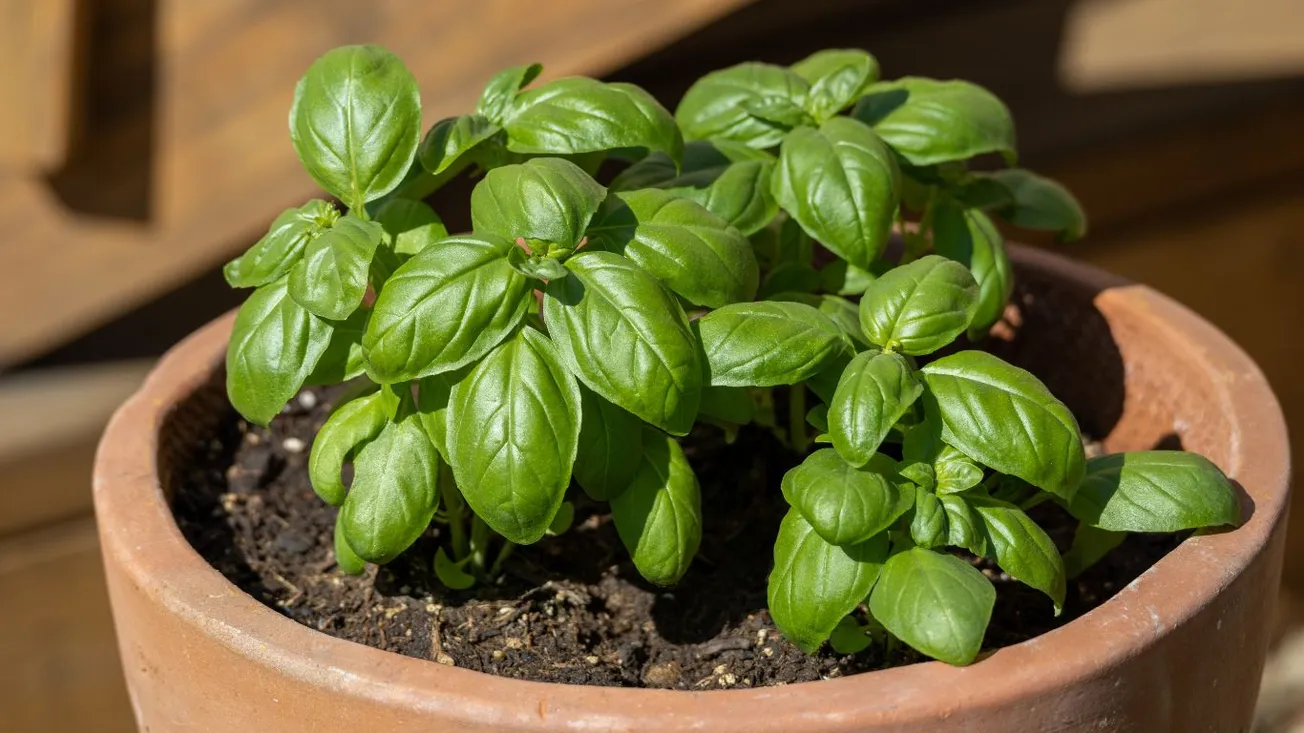 Cuidados de la albahaca en maceta: todo lo que necesitas saber