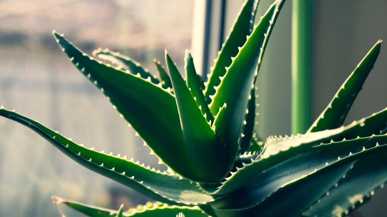 Cuidados del aloe vera: guía Completa para mantener tu planta sana y fuerte