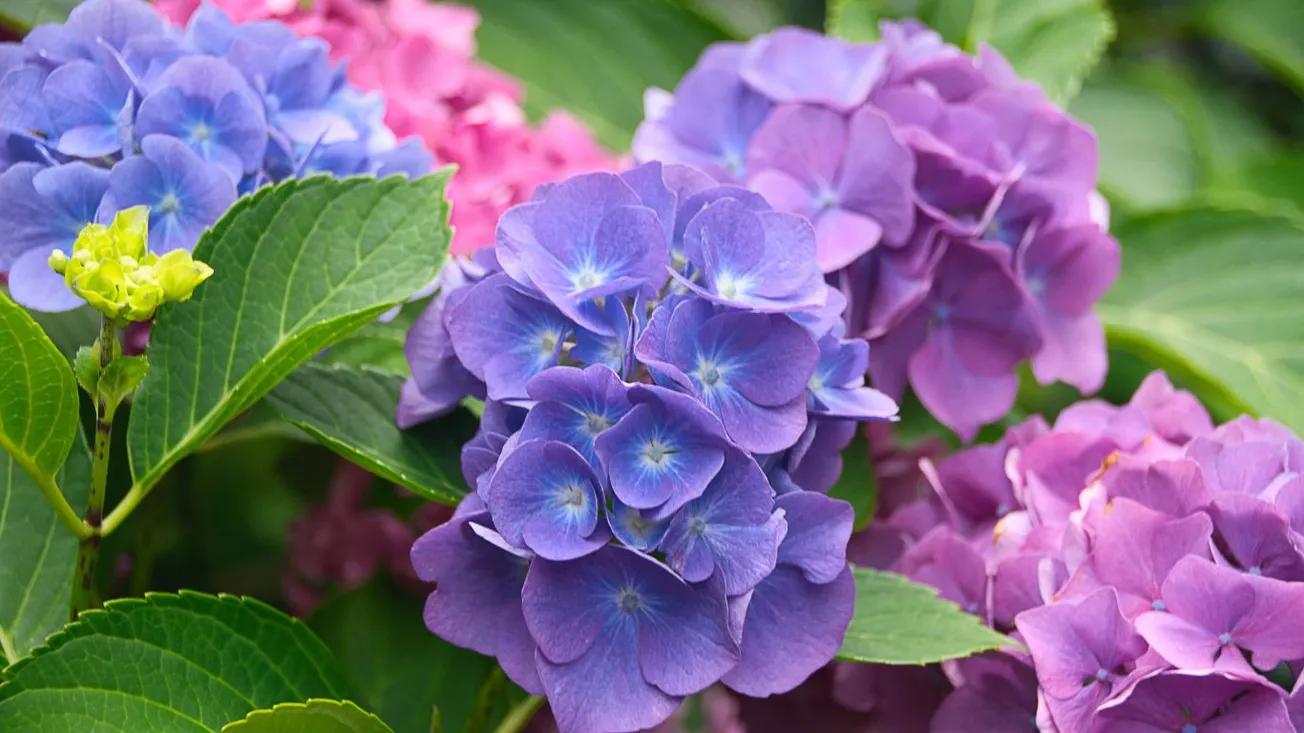 Cuidados hortensias: las claves para flores deslumbrantes