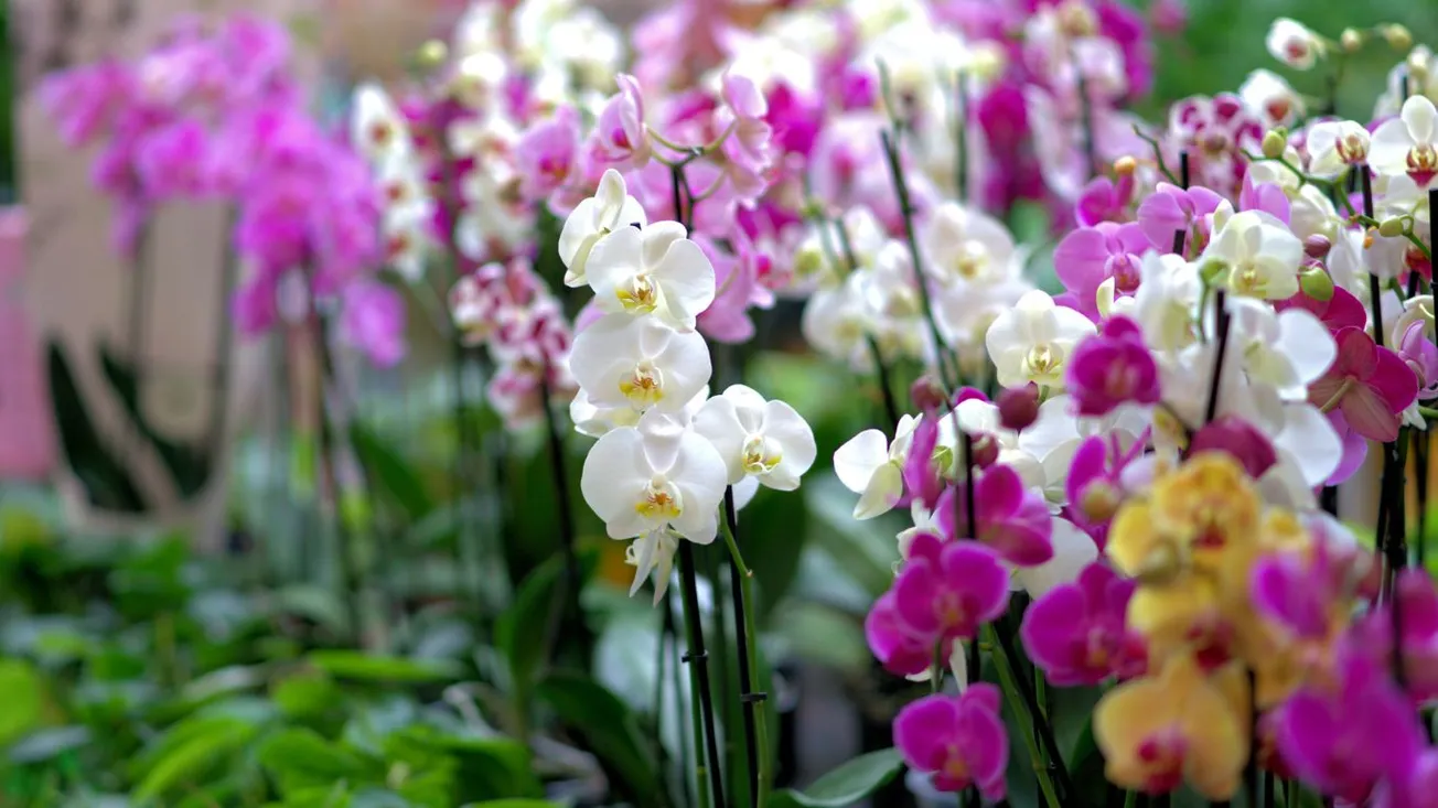 Cuidados orquídeas: guía completa para mantenerlas saludables en casa